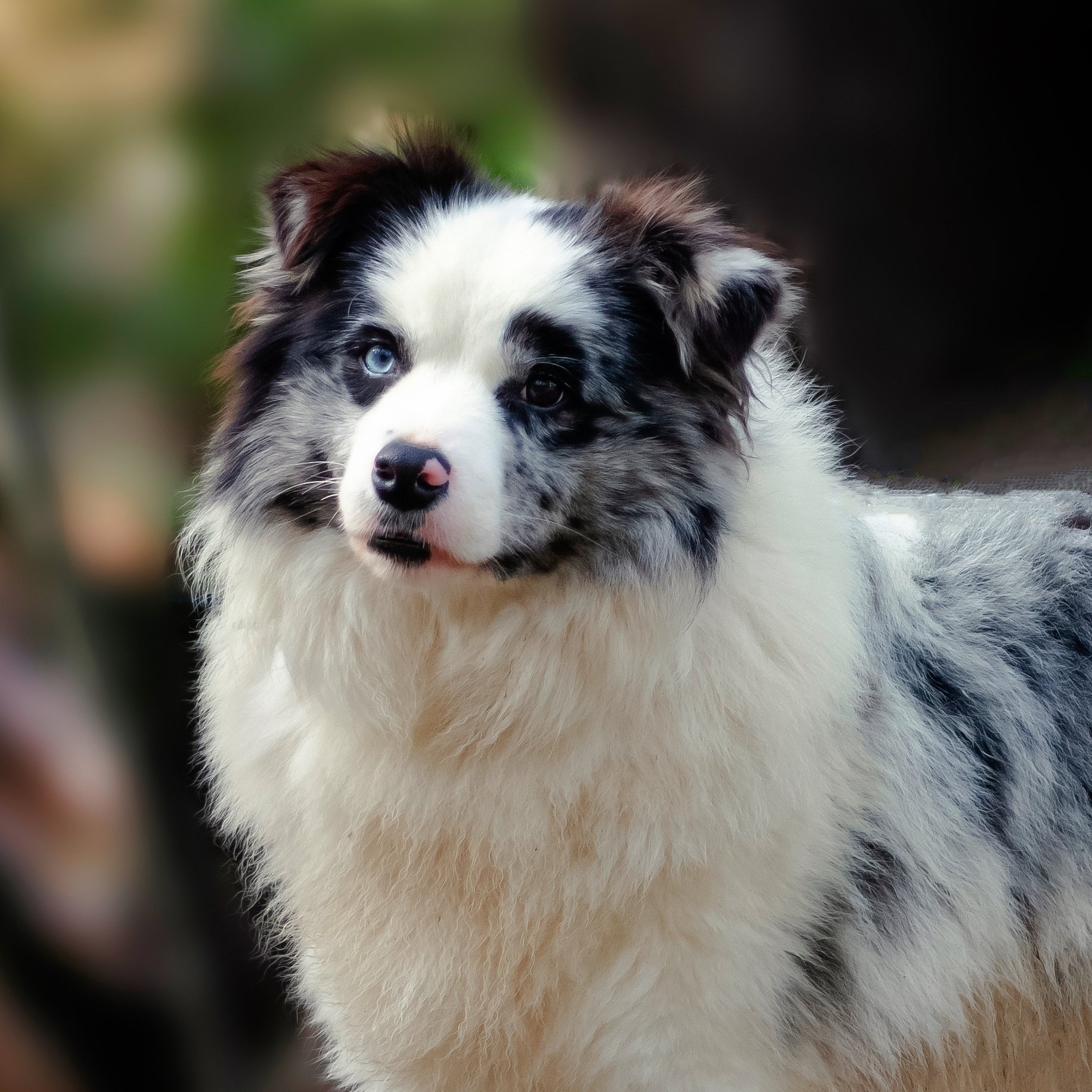 Top Quality Border Collies